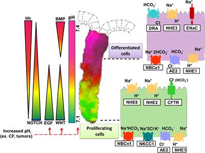 The Role of pHi in Intestinal Epithelial Proliferation–Transport Mechanisms, Regulatory Pathways, and Consequences